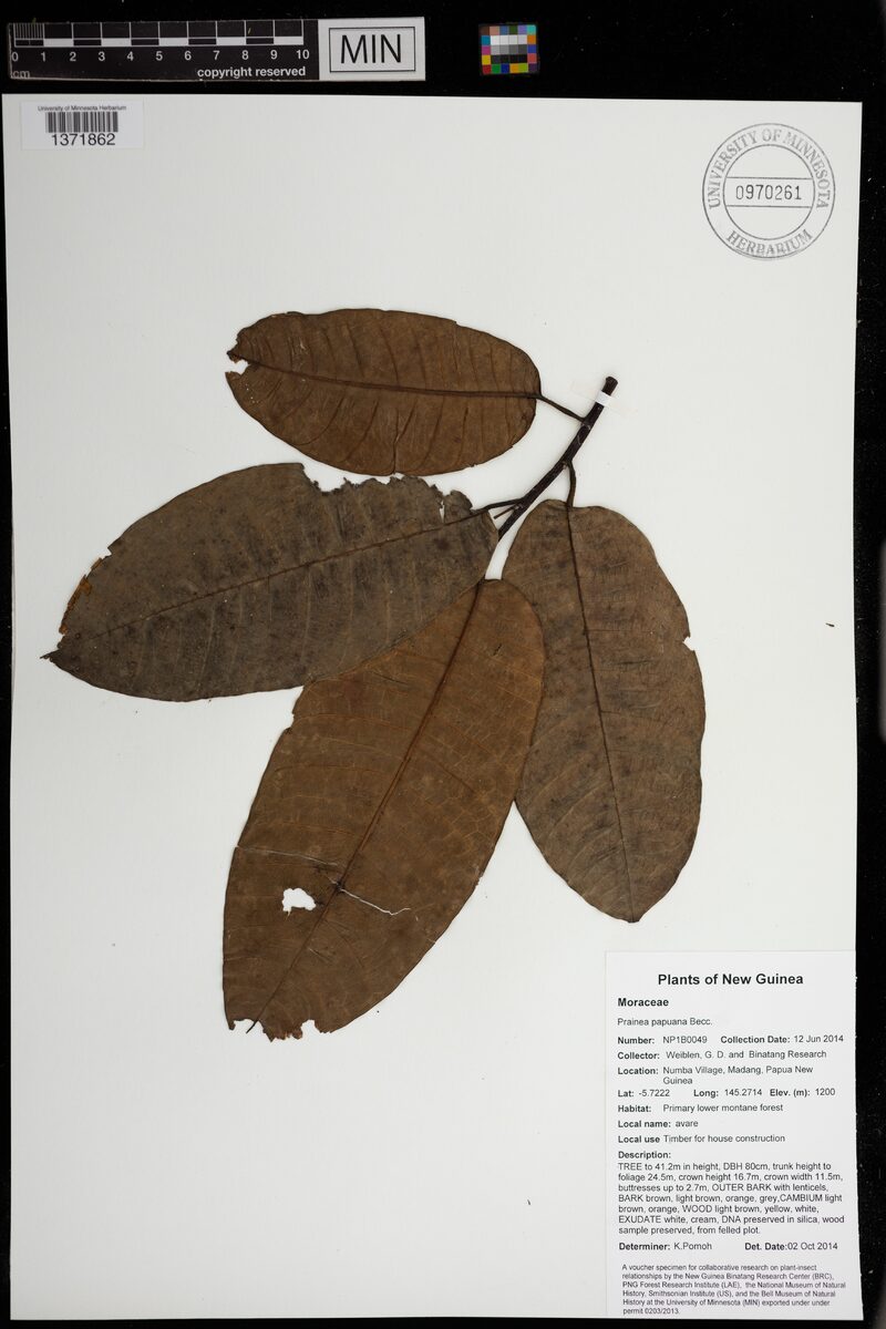 Prainea limpato subsp. papuana