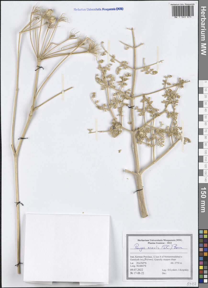 Prangos acaulis