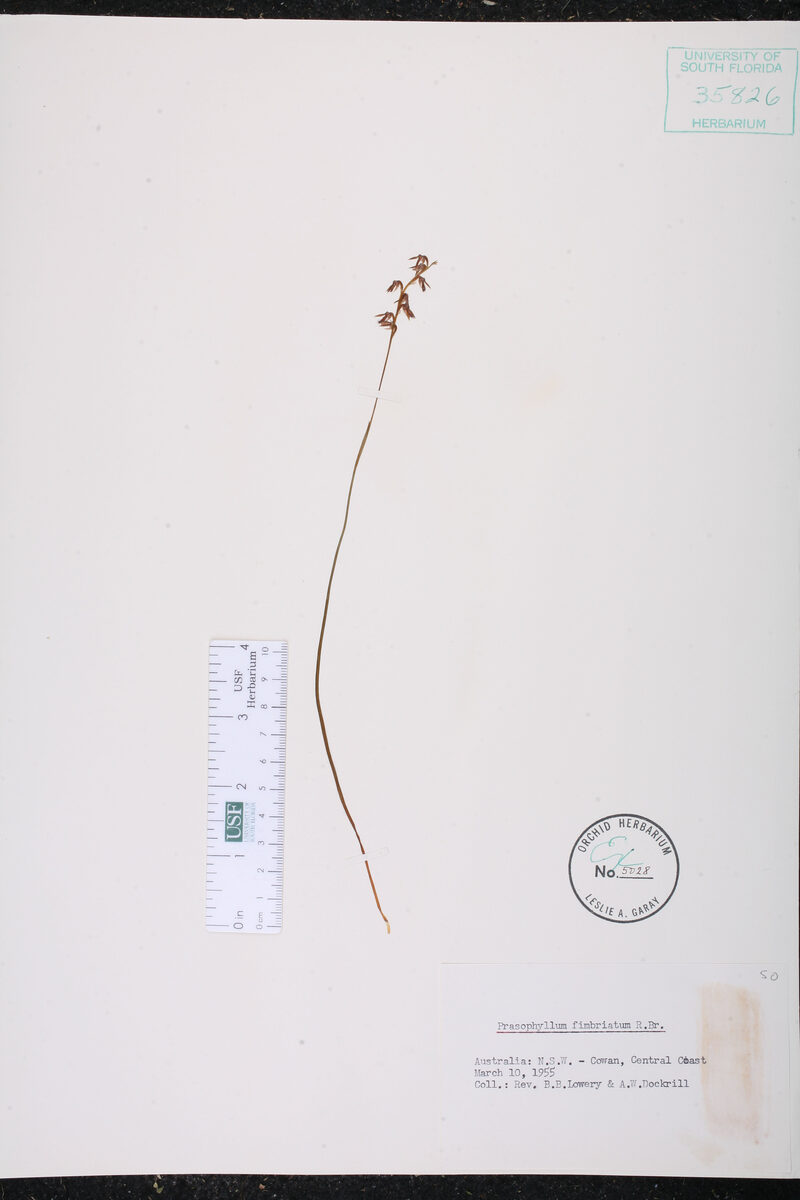 Prasophyllum fimbriatum
