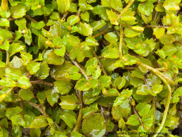 Pratia angulata - (G.Forst.)Hook.f. — photo