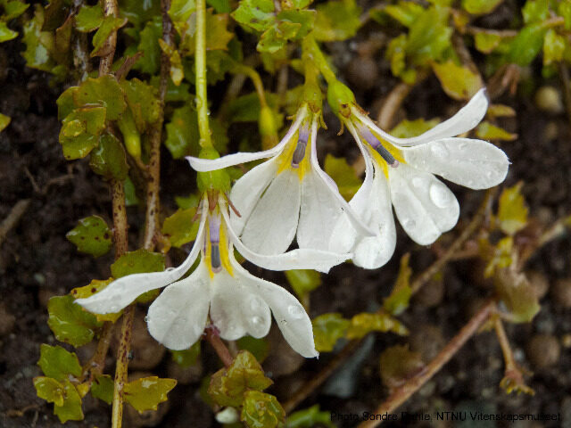 Pratia angulata - (G.Forst.)Hook.f.