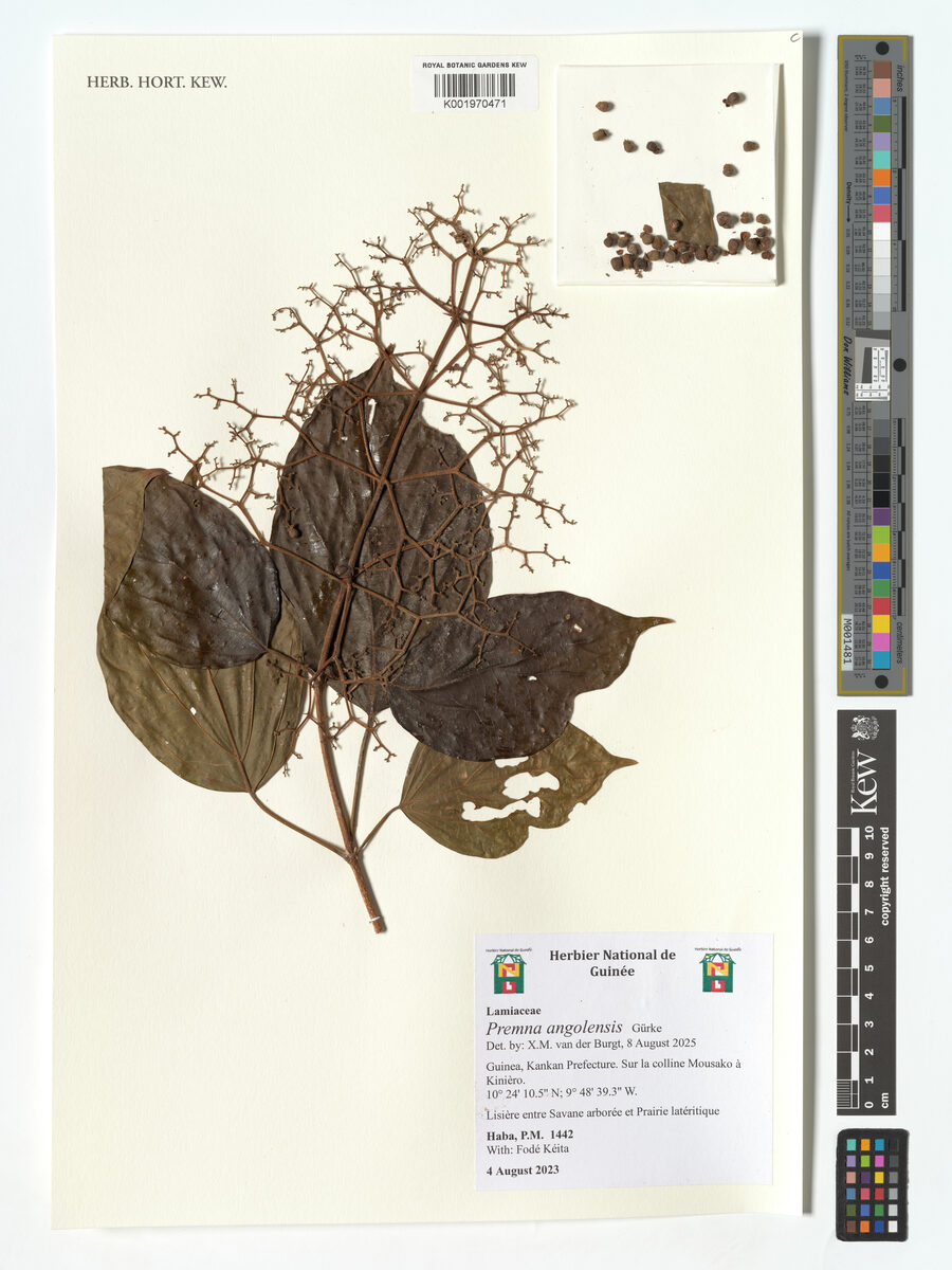 Premna angolensis — photo