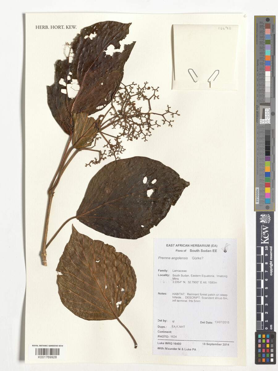 Premna angolensis — photo