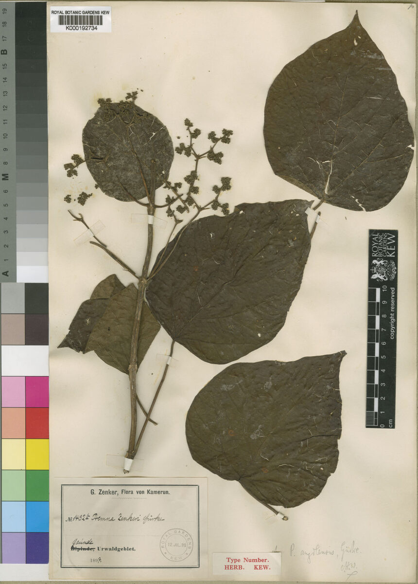 Premna angolensis