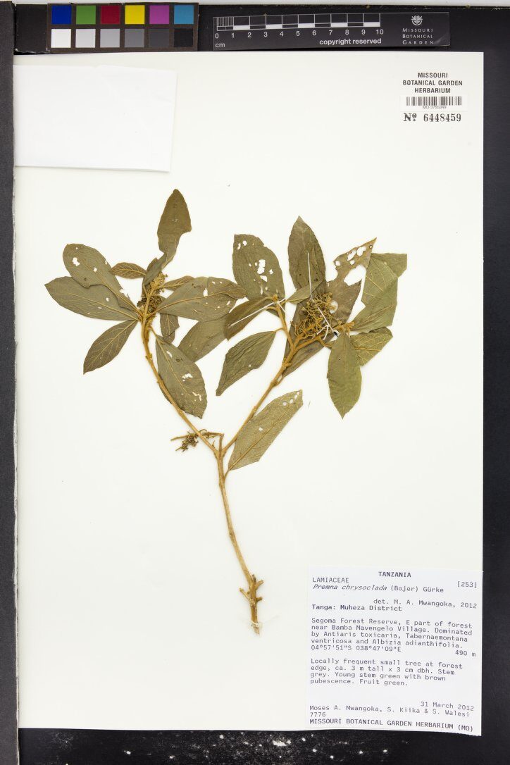 Premna chrysoclada