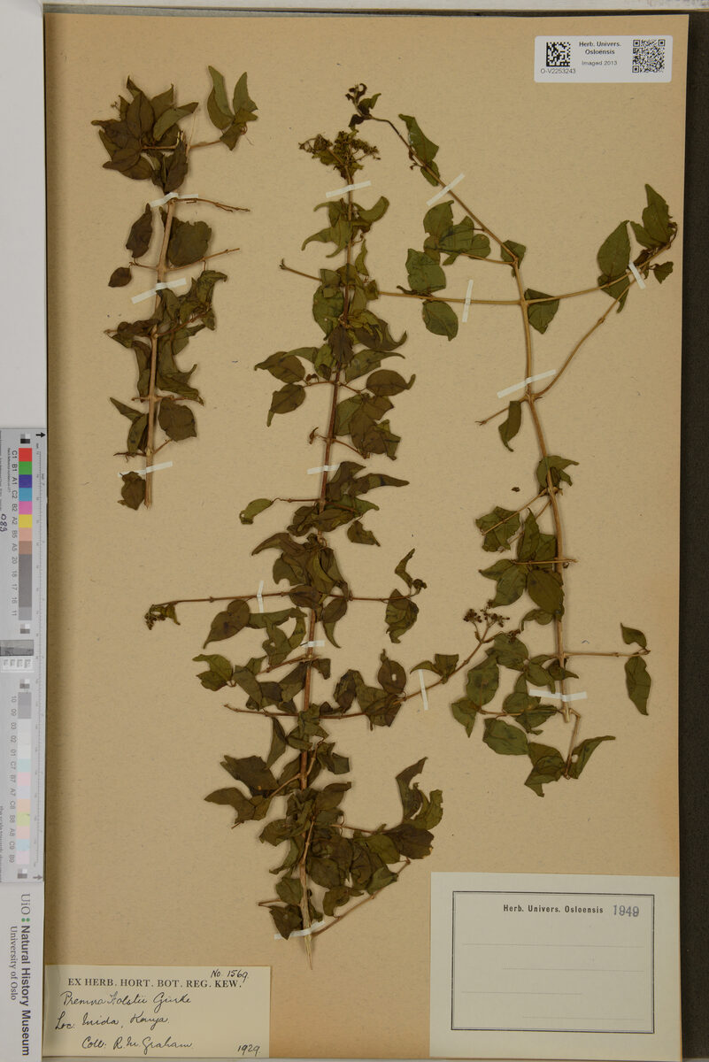 Premna holstii — photo