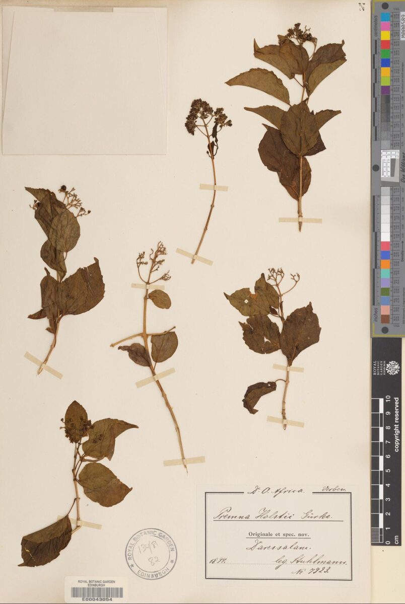 Premna holstii — photo