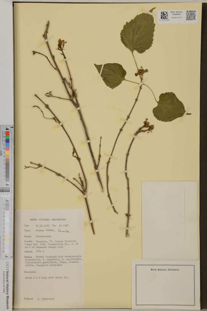 Premna holstii