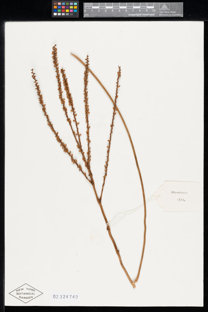 Prestoea longipetiolata (Surtua) — photo