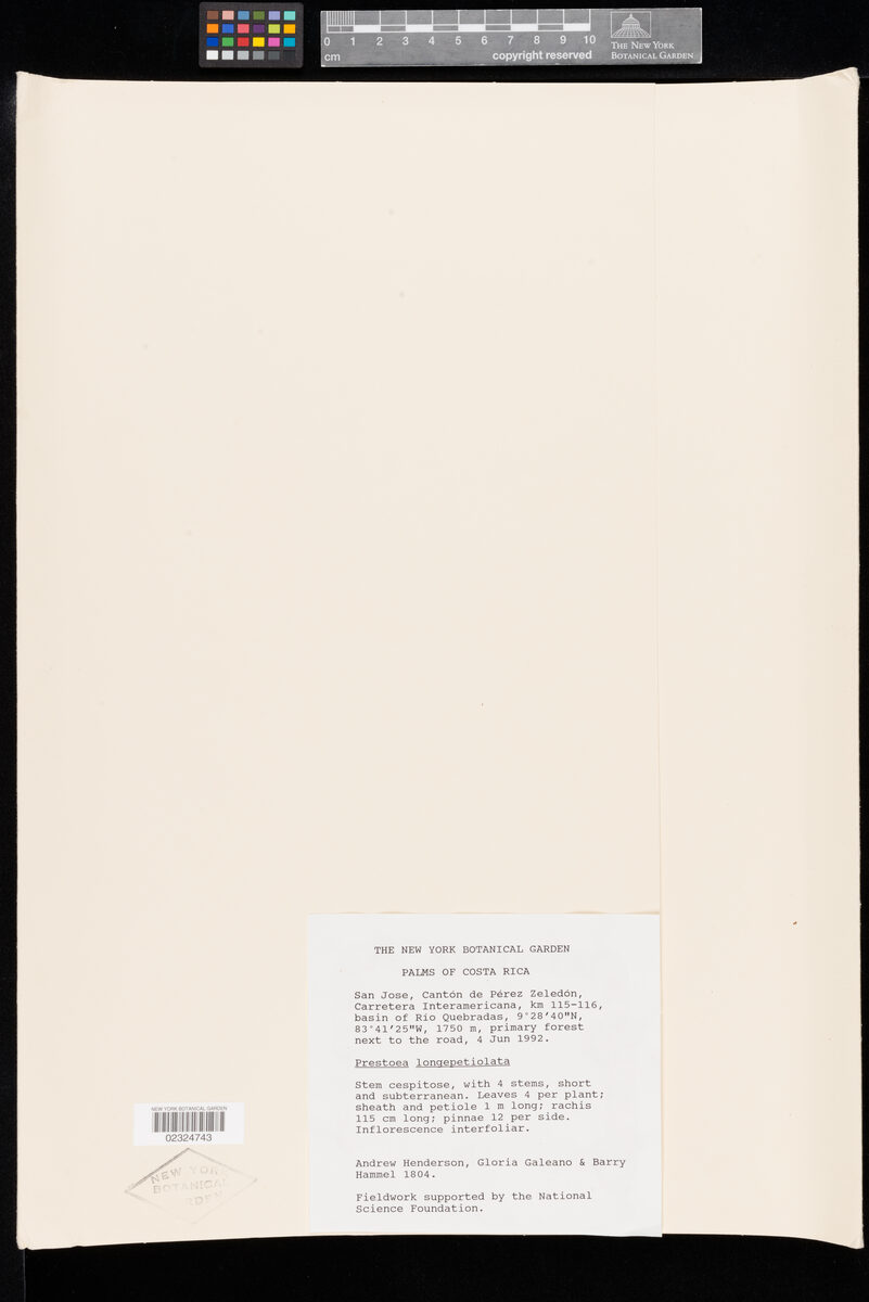 Prestoea longipetiolata (Surtua) — photo