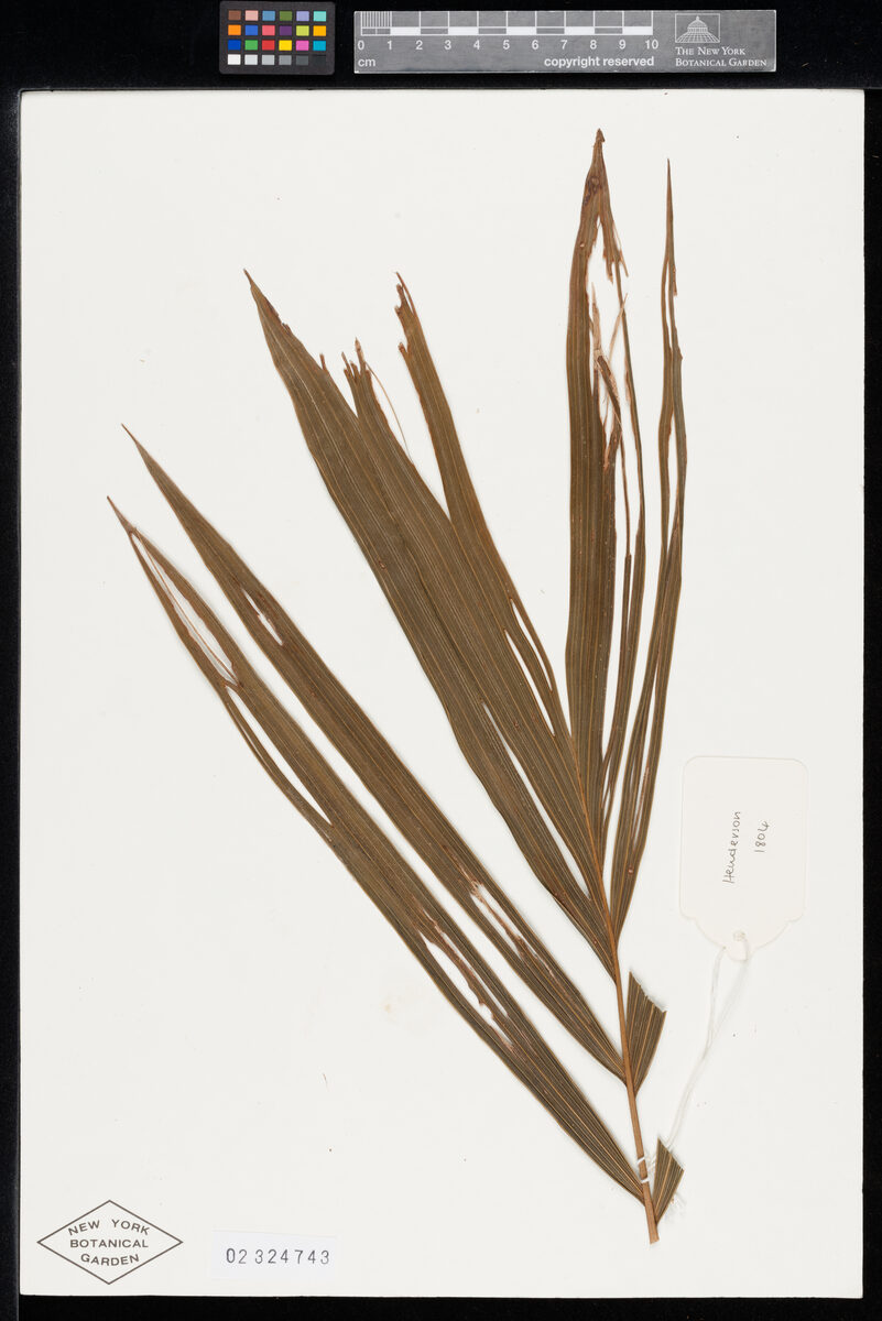 Prestoea longipetiolata