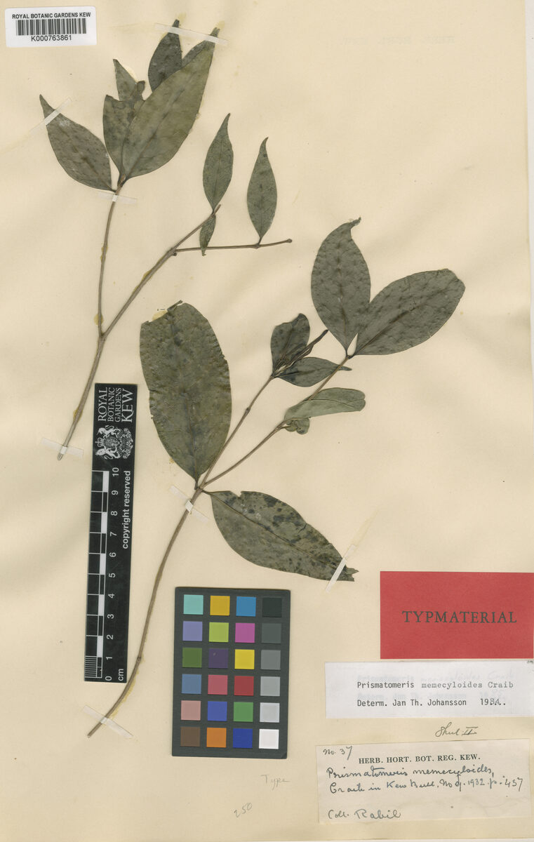 Prismatomeris memecyloides — photo