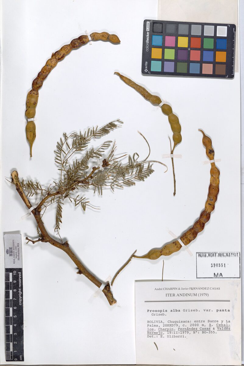 Prosopis alba var. panta — photo