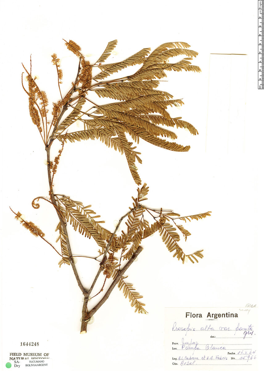 Prosopis alba var. panta — photo
