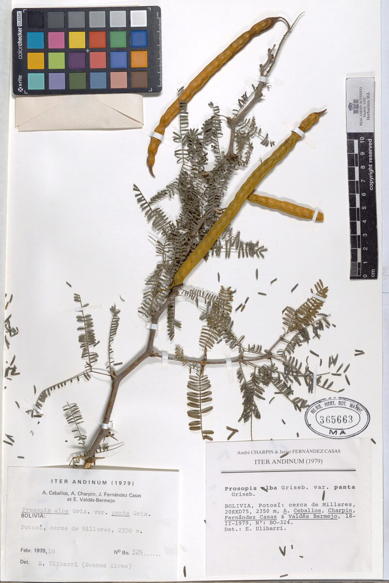 Prosopis alba var. panta