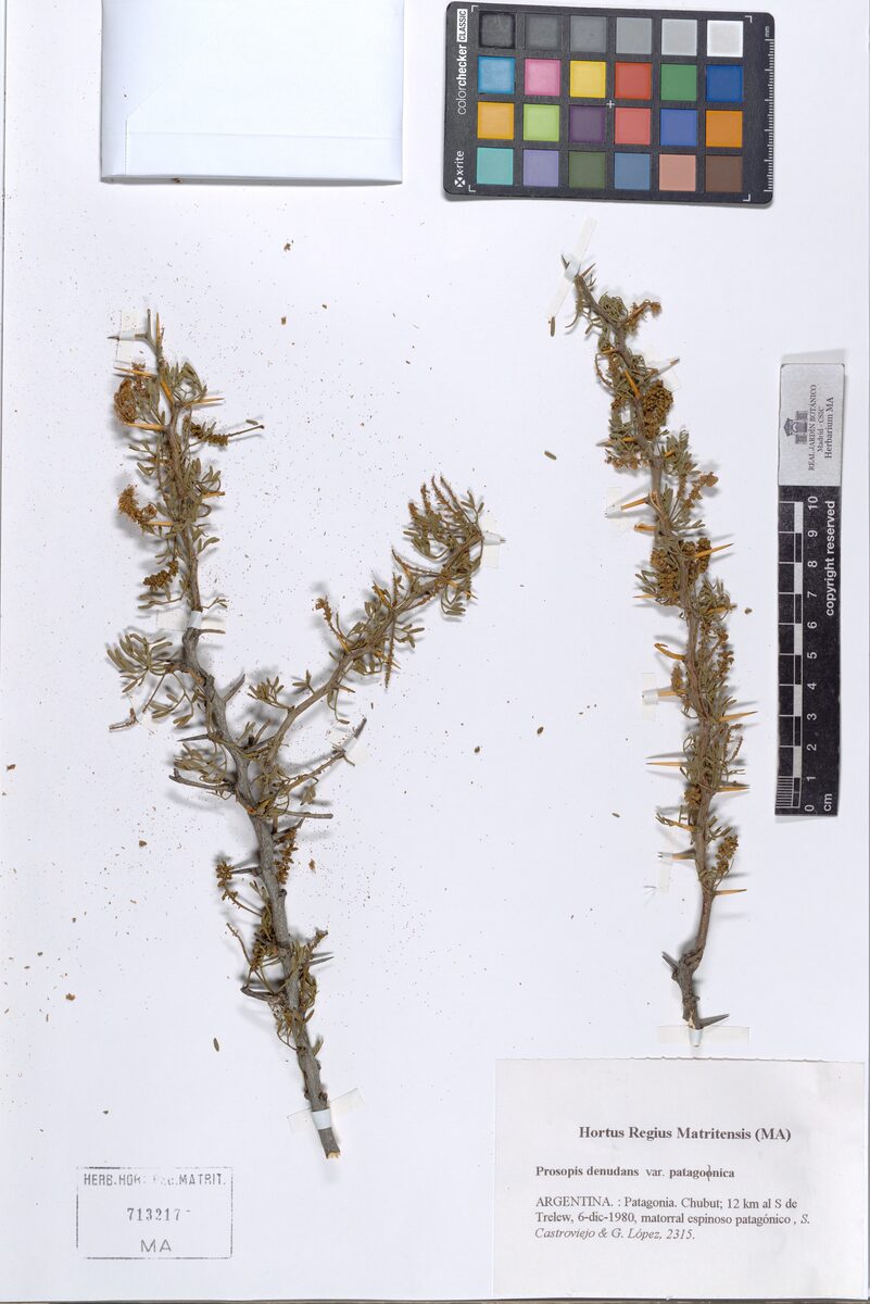 Prosopis denudans var. patagonica — photo