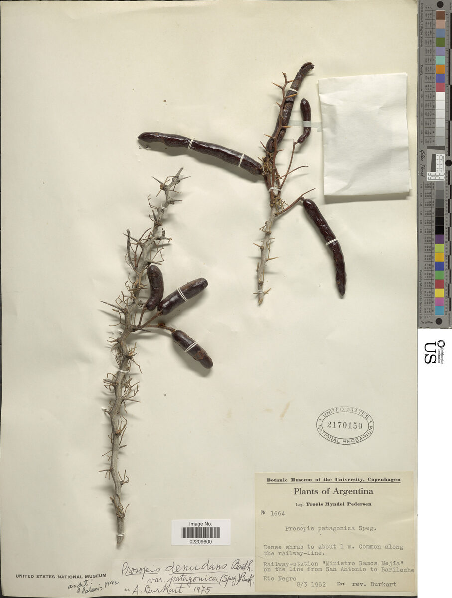 Prosopis denudans var. patagonica — photo
