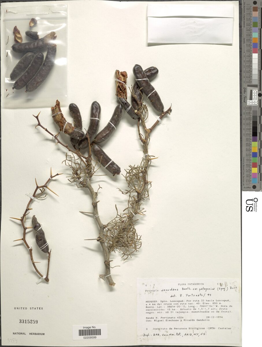 Prosopis denudans var. patagonica