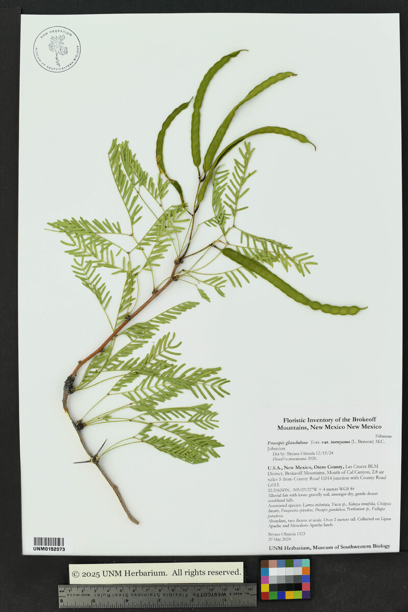 Prosopis glandulosa var. torreyana (Western honey mesquite) — photo