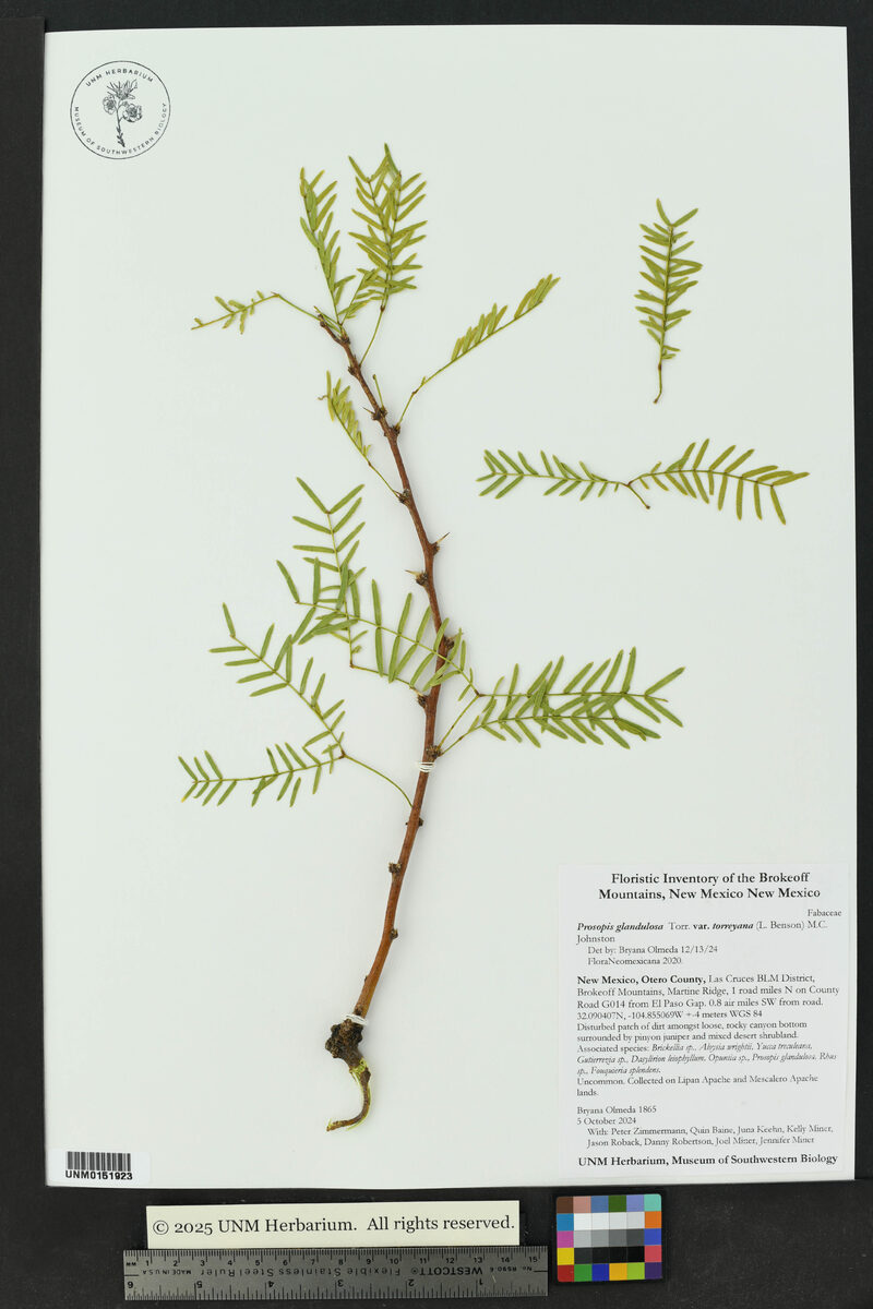 Prosopis glandulosa var. torreyana (Western honey mesquite) — photo