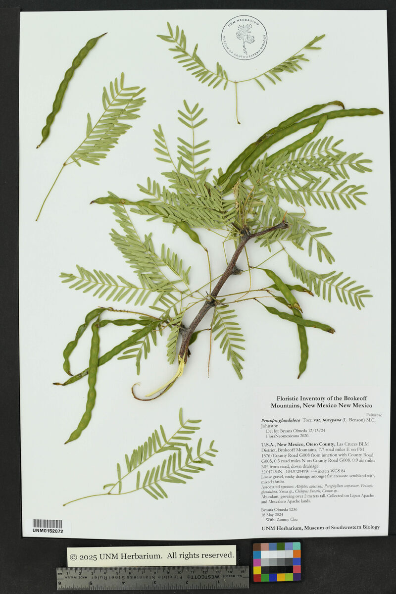 Prosopis glandulosa var. torreyana