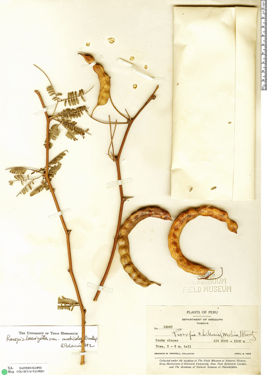 Prosopis laevigata var. andicola (Andes smooth mesquite) — photo