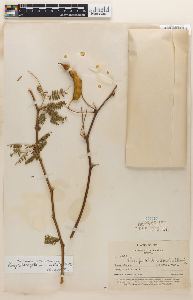 Prosopis laevigata var. andicola