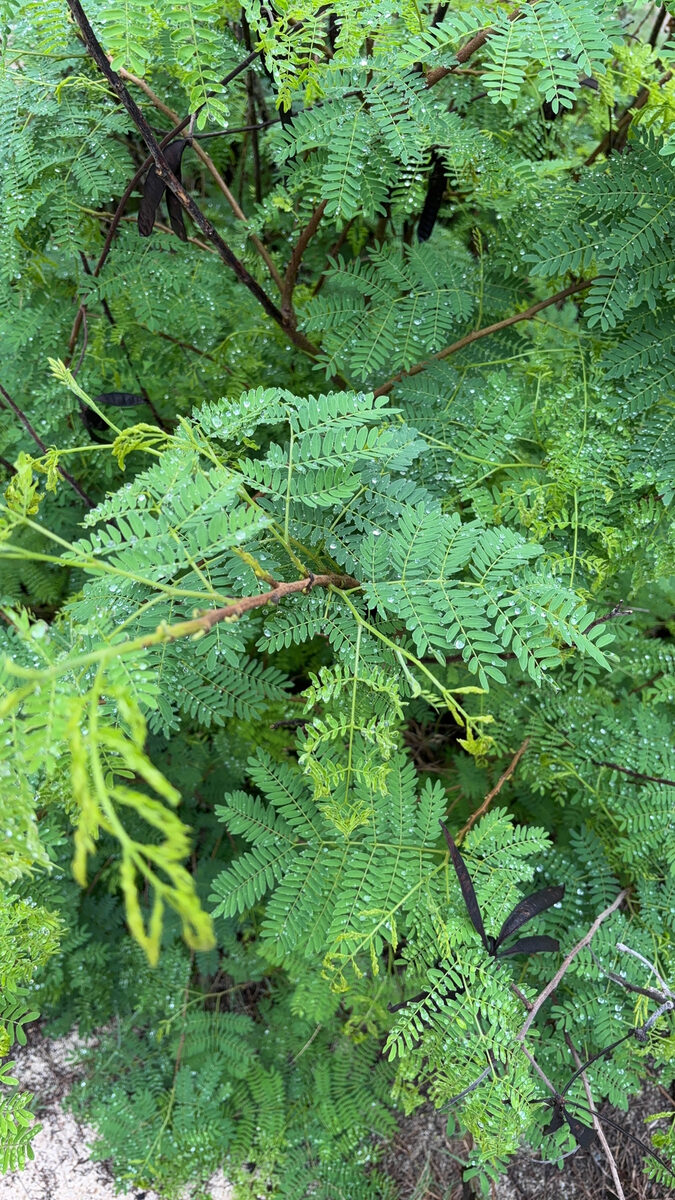 Prosopis pallida - (Humb. & Bonpl. ex Willd.) Kunth (Algaroba) — photo