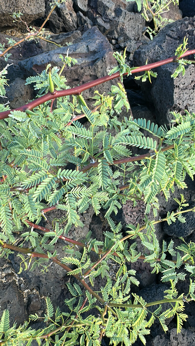 Prosopis pallida - (Humb. & Bonpl. ex Willd.) Kunth (Algaroba) — photo