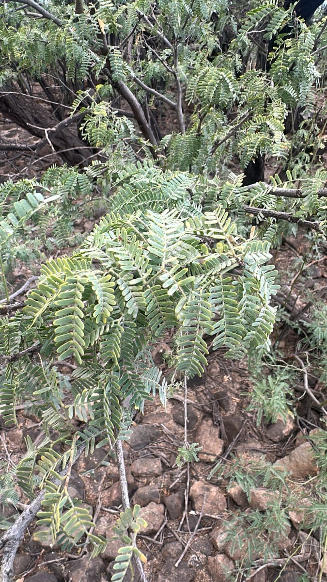 Prosopis pallida - (Humb. & Bonpl. ex Willd.) Kunth