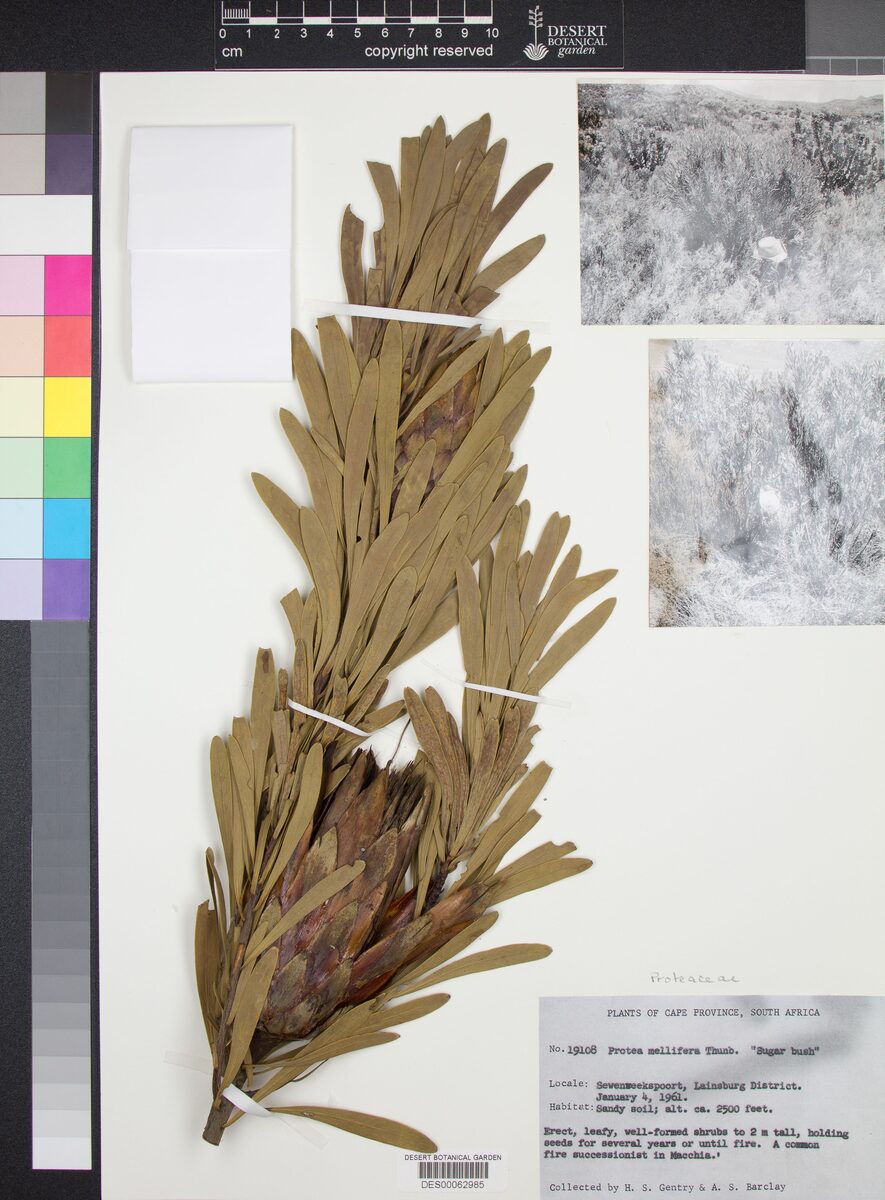 Protea mellifera (Sugar Bush) — photo