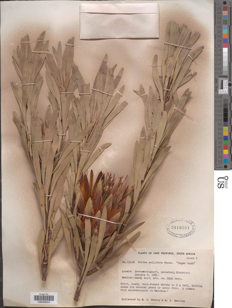 Protea mellifera (Sugar Bush) — photo