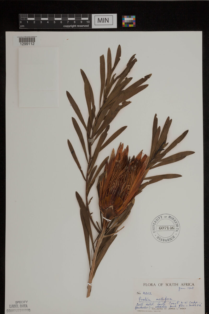Protea mellifera