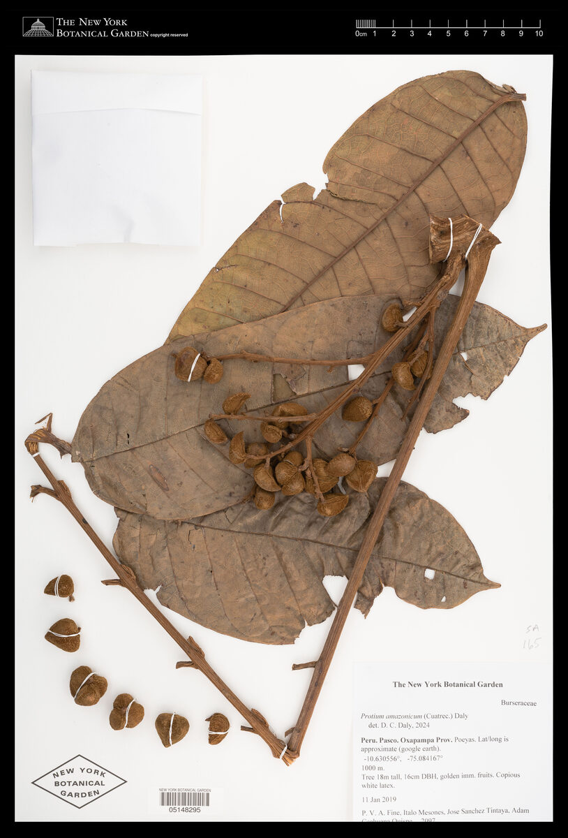 Protium amazonicum (Amazon resintree) — photo