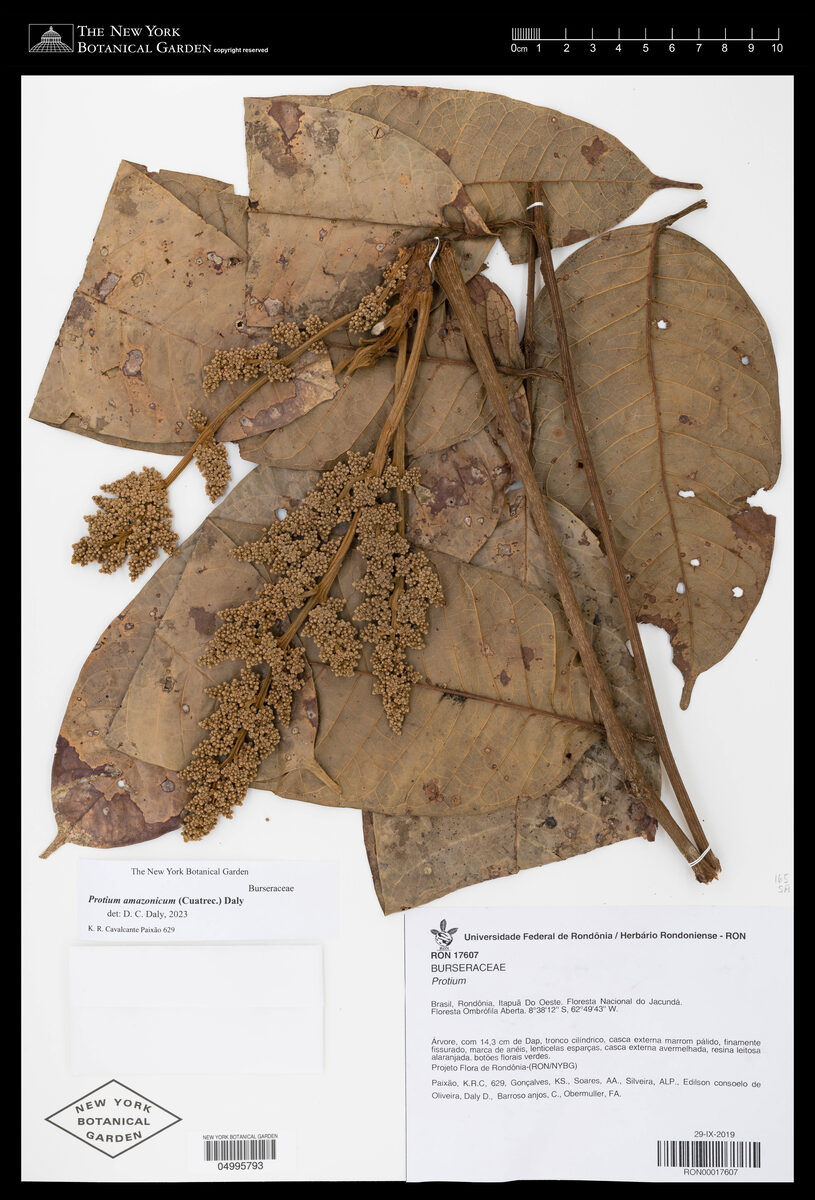 Protium amazonicum (Amazon resintree) — photo