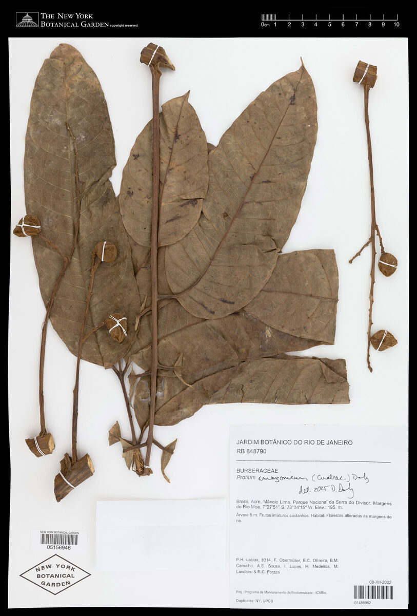 Protium amazonicum