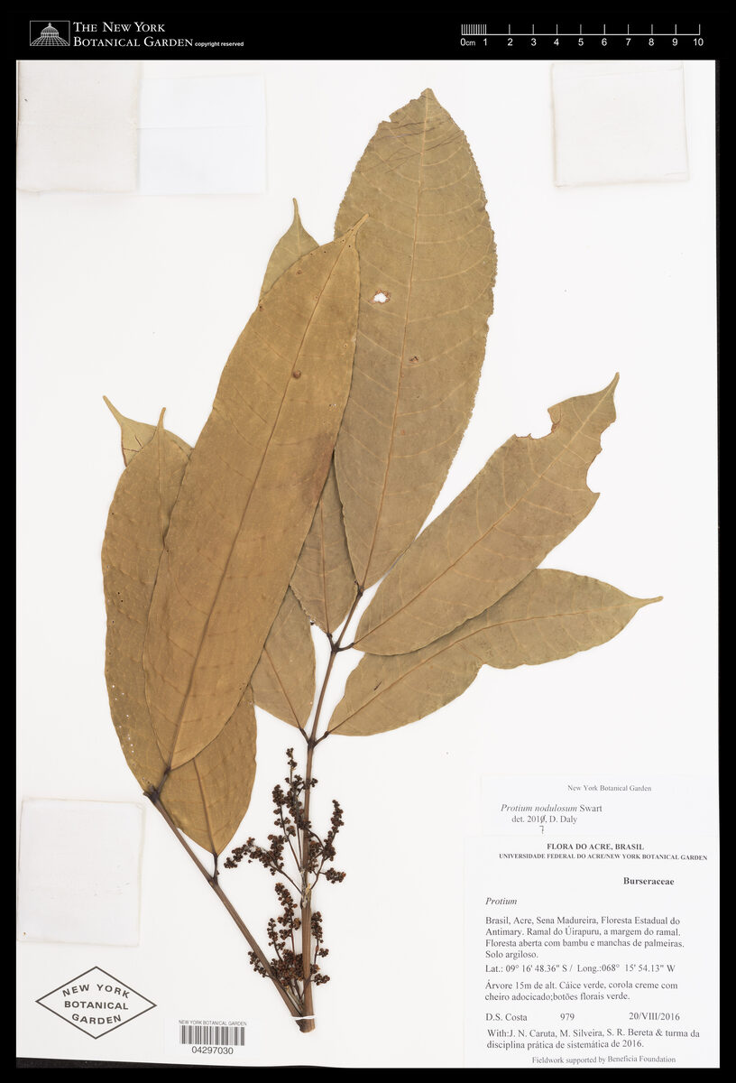 Protium nodulosum (Noduled resin tree) — photo