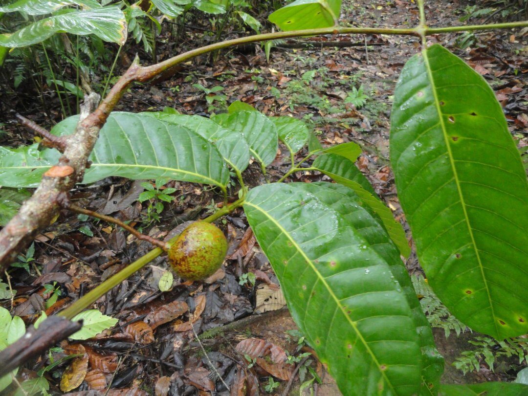 Protium nodulosum (Noduled resin tree) — photo