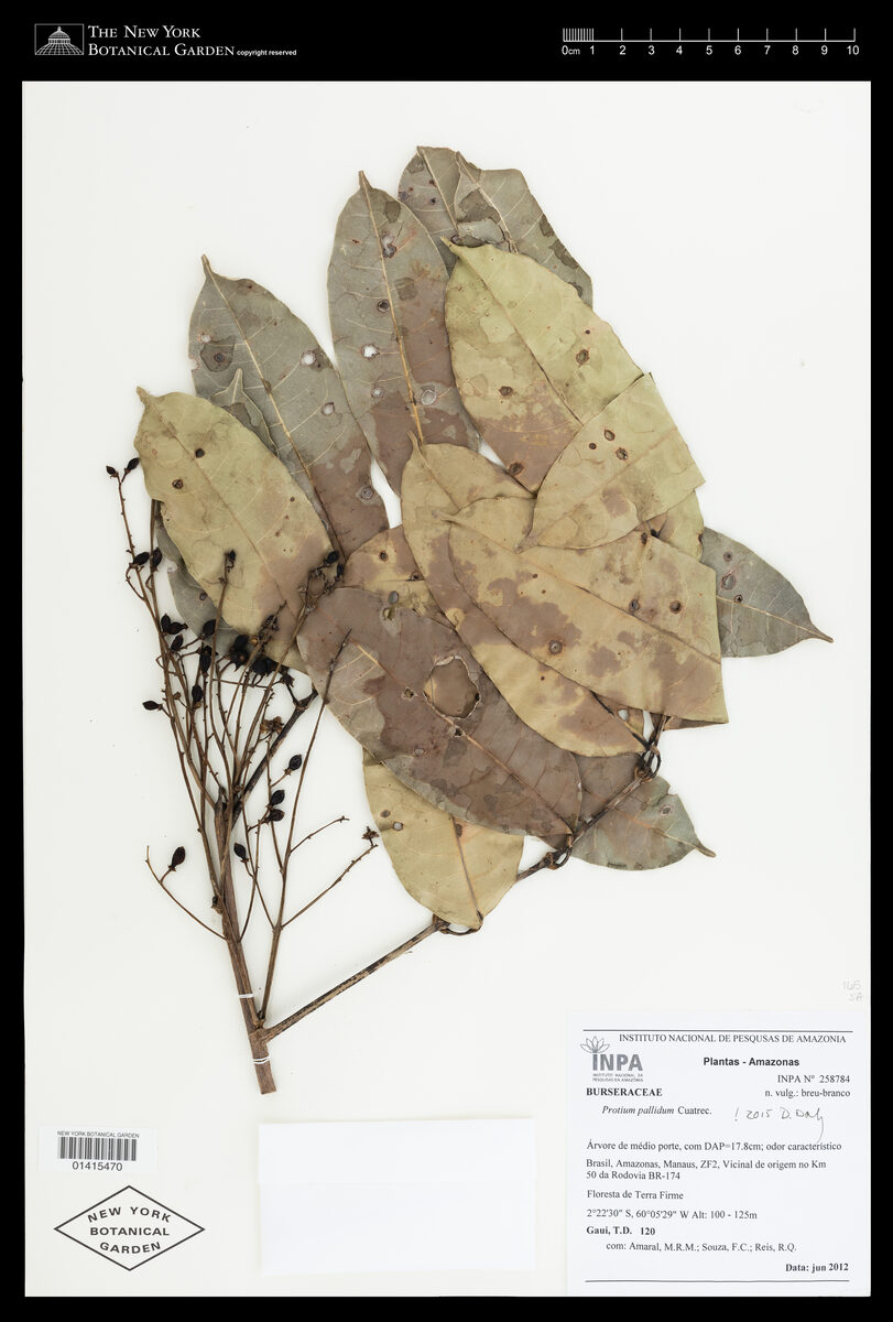 Protium pallidum