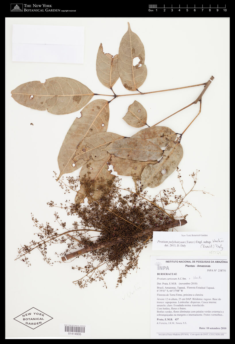 Protium polybotryum — photo