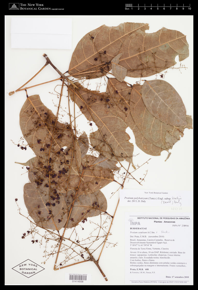 Protium polybotryum — photo