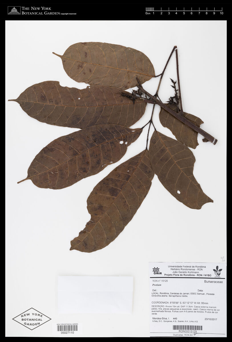 Protium rhynchophyllum