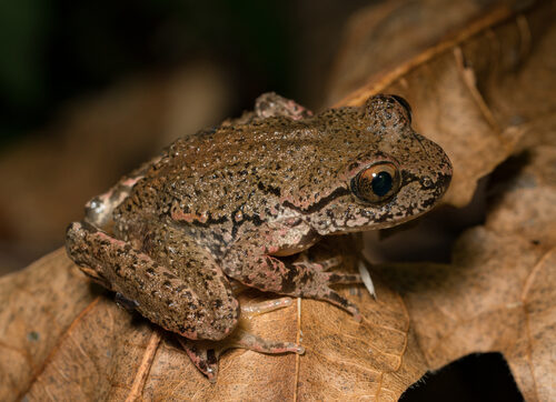 Protium sagotianum (Haiwa) — photo