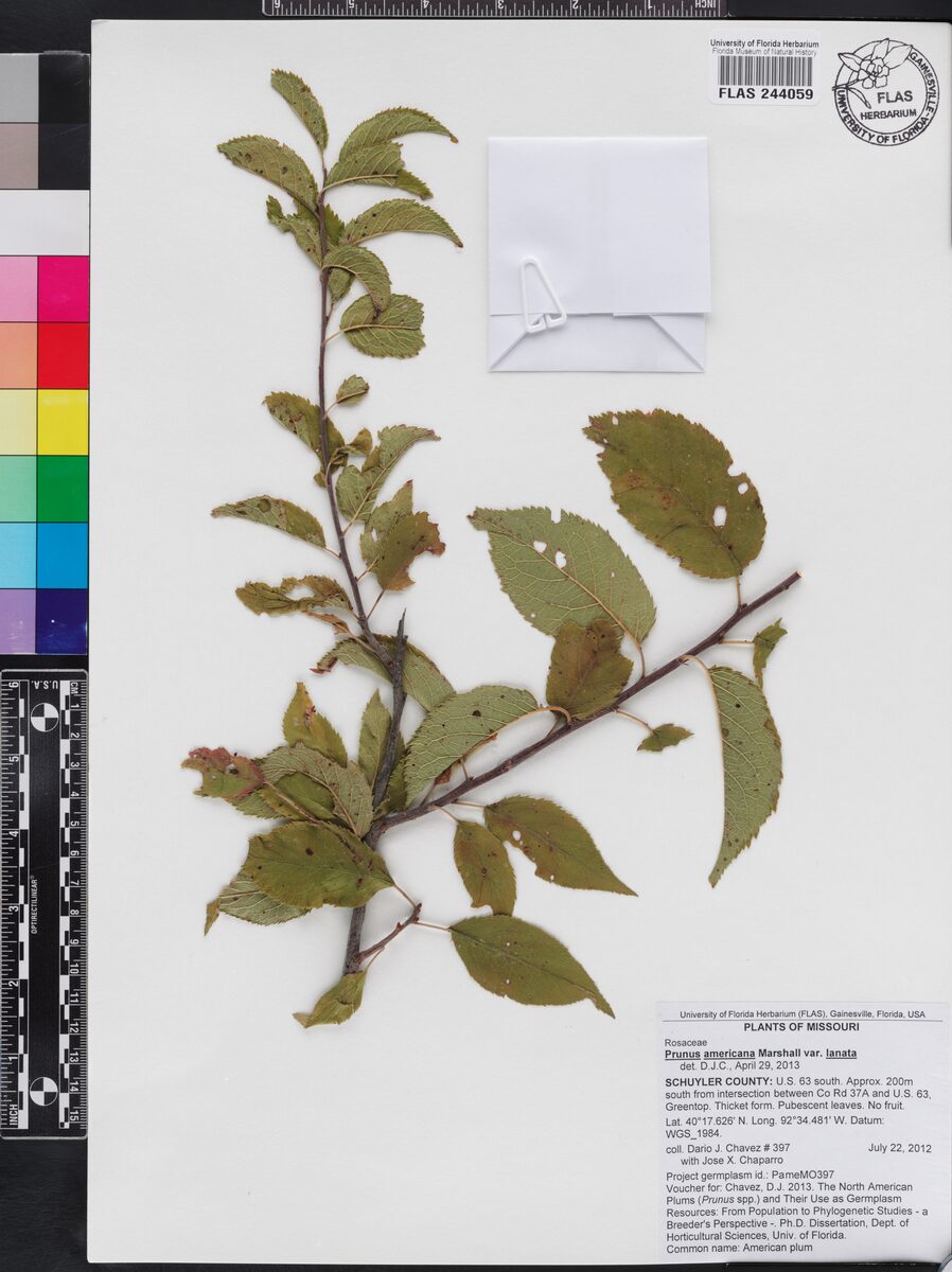 Prunus americana lanata — photo