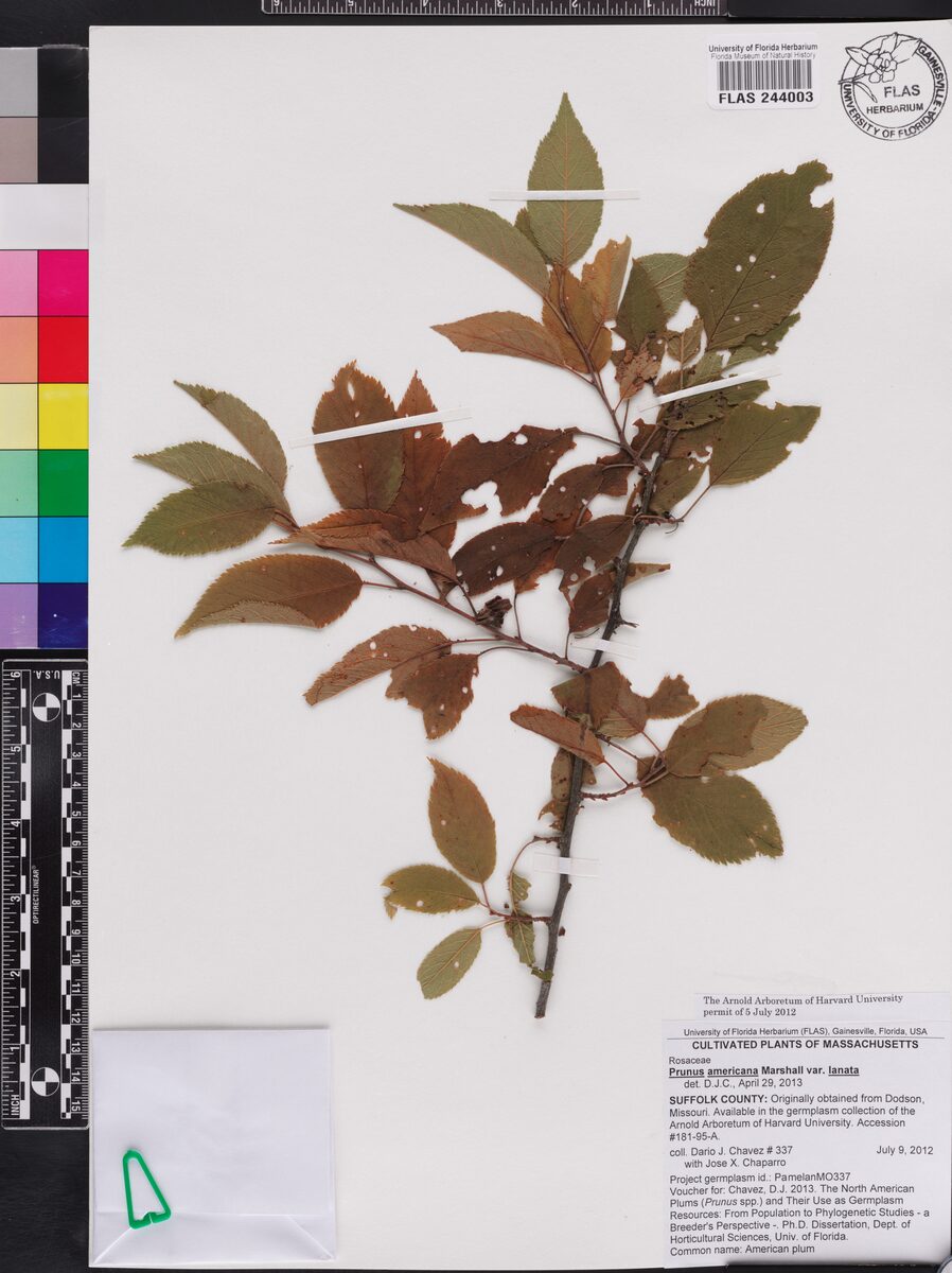 Prunus americana lanata — photo