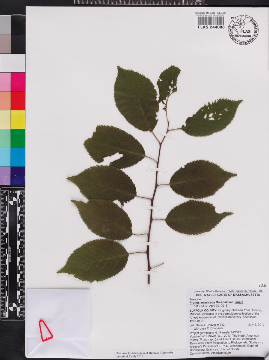 Prunus americana lanata