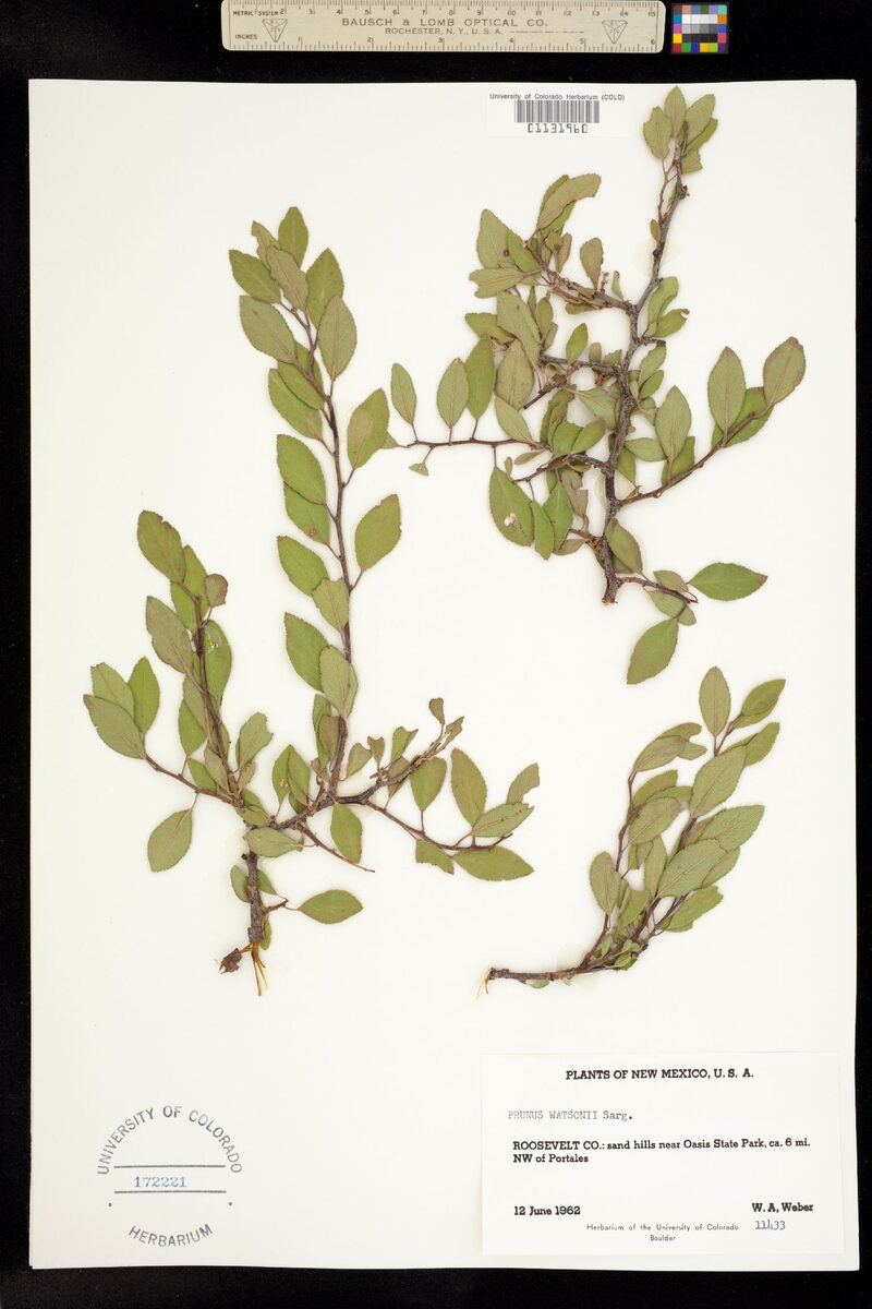 Prunus angustifolia var. watsonii (Sand plum) — photo
