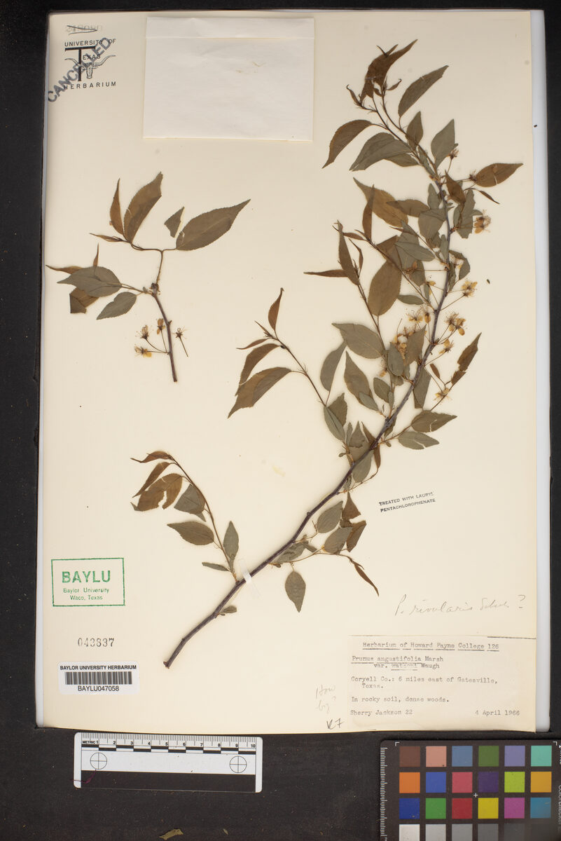 Prunus angustifolia var. watsonii