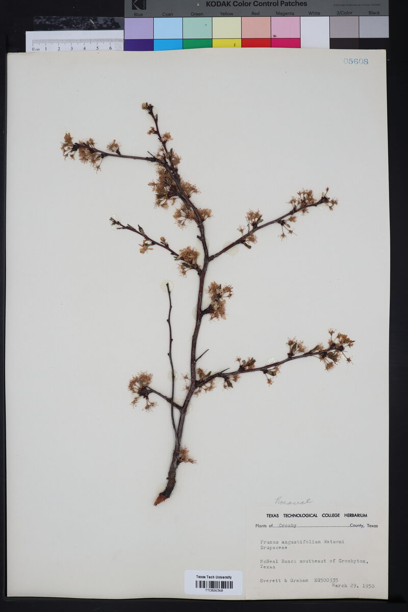 Prunus angustifolia watsonii - (Sarg.)Waugh. (Sand Plum) — photo
