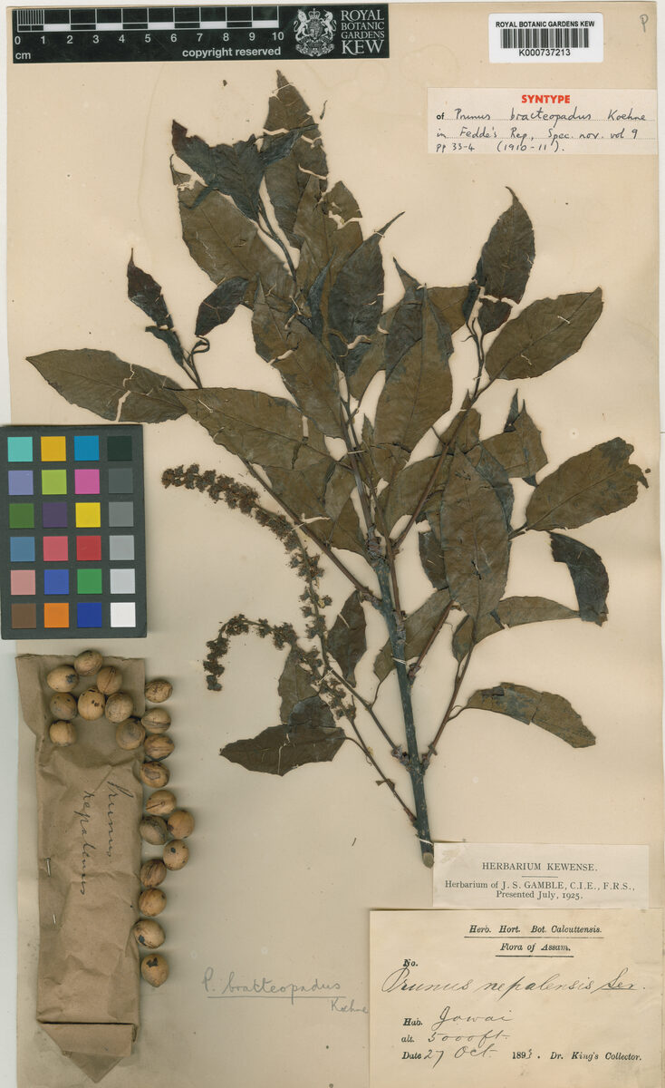 Prunus bracteopadus — photo